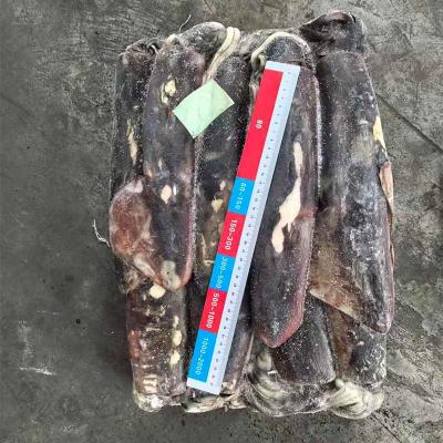 Frozen Equator Gigas Squid Export