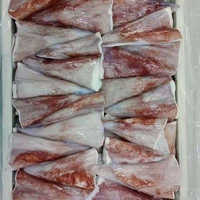BQF Giant Squid Tail