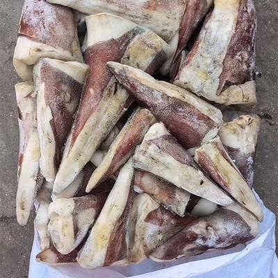 BQF Giant Squid Tail