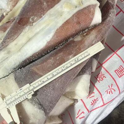BQF Giant Squid Tail
