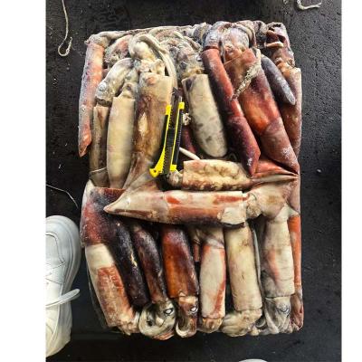 Frozen Equator Gigas Squid Export