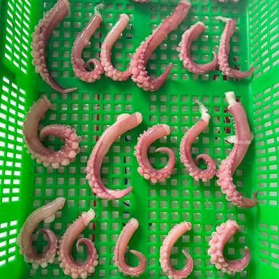 IQF Seafood Frpzen Squid Tentacle Cut
