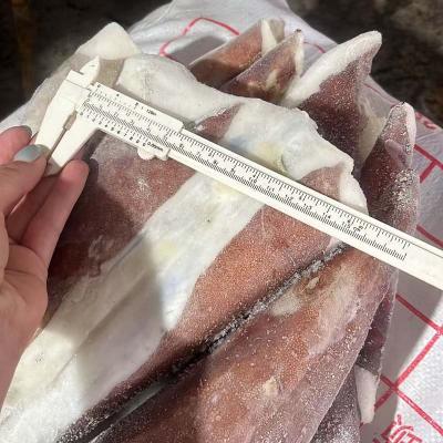 BQF Giant Squid Tail