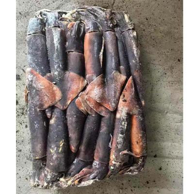 Frozen Equator Gigas Squid Export