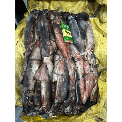New Stock Frozen Seafood Black Squid