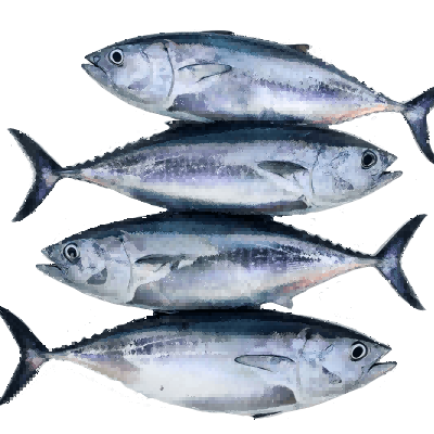 Low Fat Frozen Seafood Fish Bluefin Tuna