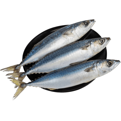 Whole Round Fish Mackerel Wholesale With Factory Price