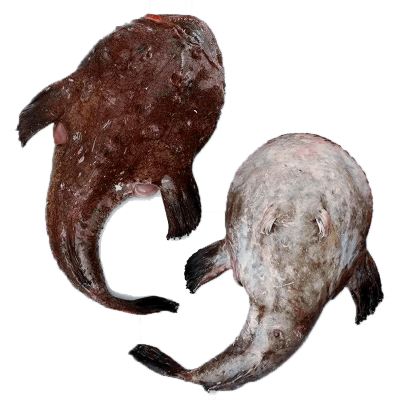 Frozen Mookfish HGT