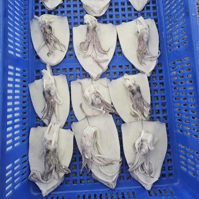 IQF illex squid fillet and head for global market
