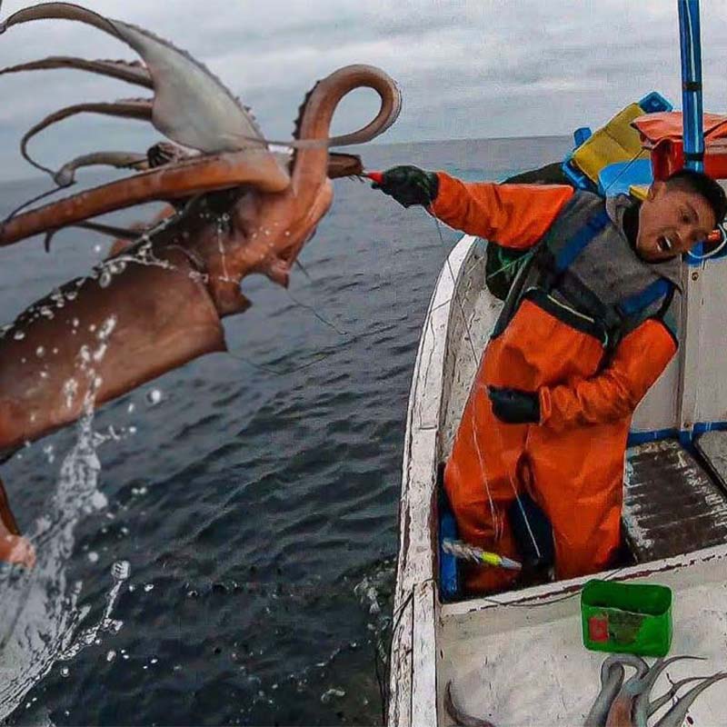 The quota for Peru squid is running low!